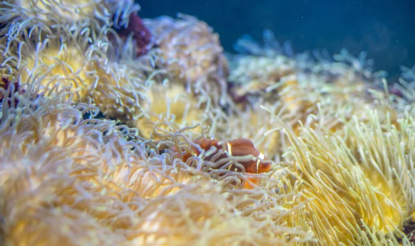 Tropical Clownfish Coral Bank Sea — Stock Photo, Image