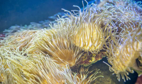 サンゴ礁や海のサンゴ礁で獲れたザリガニは — ストック写真