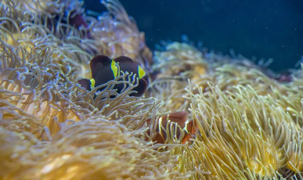 Clownfisk Korallbanken Havet — Stockfoto