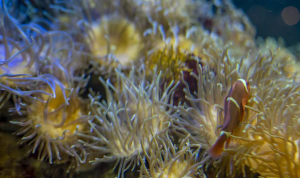 Υφάλους Clownfish Κοραλλιογενείς Τράπεζα Στη Θάλασσα — Φωτογραφία Αρχείου