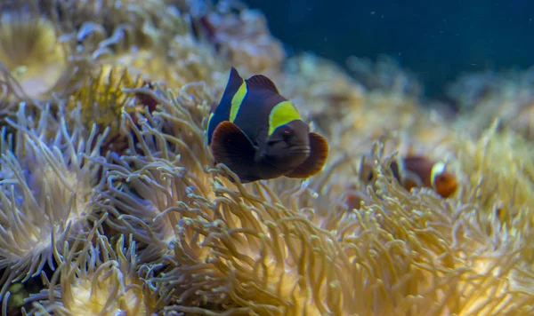 Clownfisk Korallbanken Havet — Stockfoto