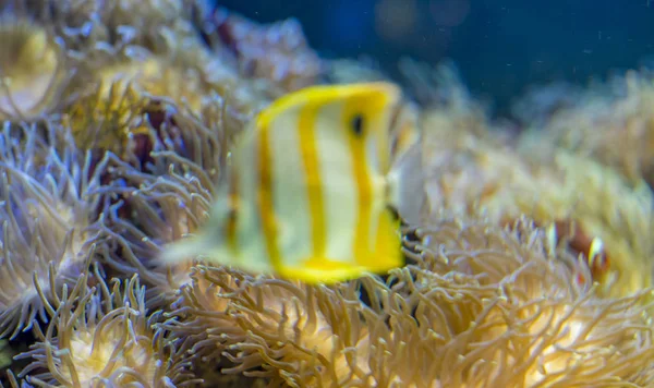 Vackra Clownfisk Korall Bank Havet — Stockfoto