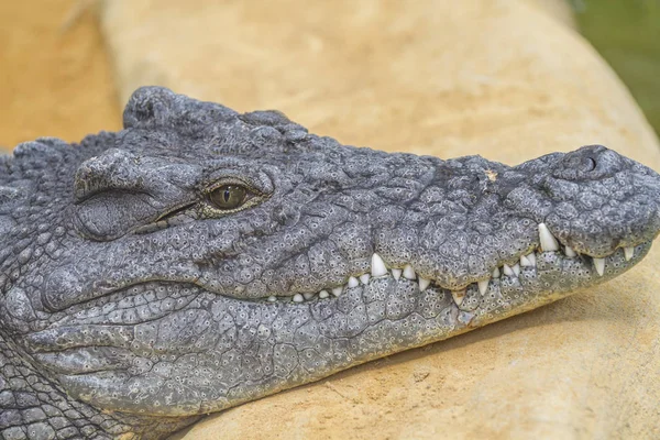 Опасный Аллигатор Закрытым Ртом — стоковое фото