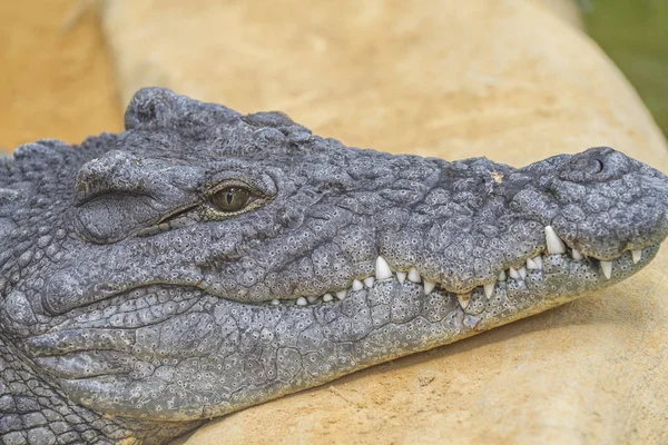 Gevaarlijke Alligator Met Gesloten Mond — Stockfoto