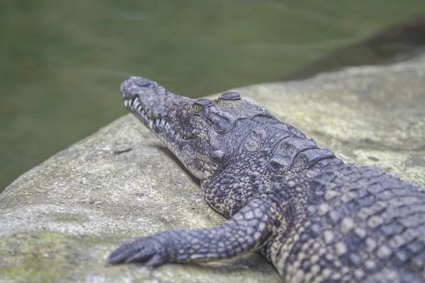 Крупным Планом Крокодилов Являются Крупные Водные Рептилии Обитающие Тропиках Африки — стоковое фото