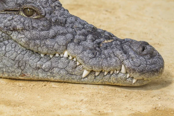 Closeup Alligator Crocodiles Large Aquatic Reptiles Live Throughout Tropics Africa — Stock Photo, Image
