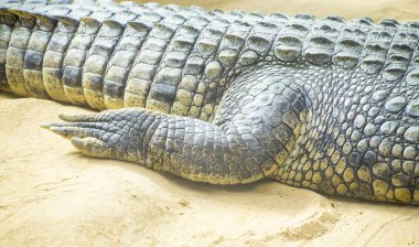 Timsah kum üzerinde kapat 