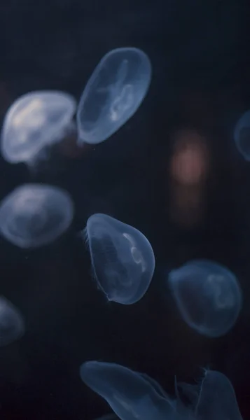 Pequenas Medusas Iluminadas Com Luz Azul Nadando Aquário — Fotografia de Stock