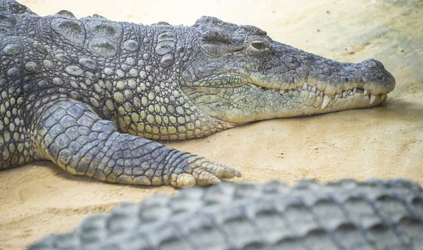 Alligator Het Zand Close — Stockfoto