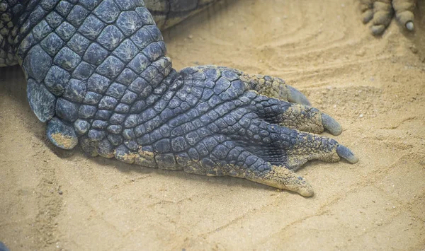 Alligator Het Zand Close — Stockfoto