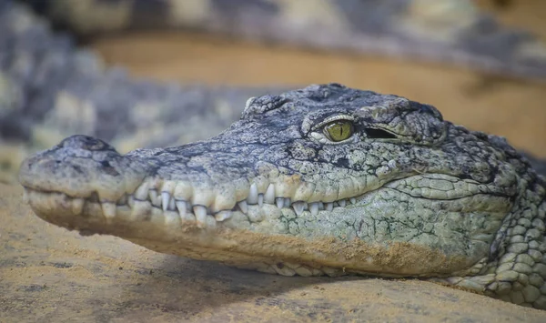 Alligator Het Zand Close — Stockfoto