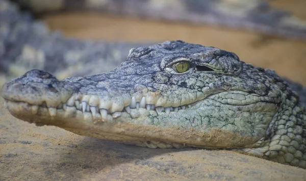 Alligator Het Zand Close — Stockfoto