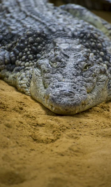 Αλιγάτορα Στην Άμμο Κοντινό Πλάνο — Φωτογραφία Αρχείου
