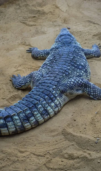 Alligator Sand Aus Nächster Nähe — Stockfoto