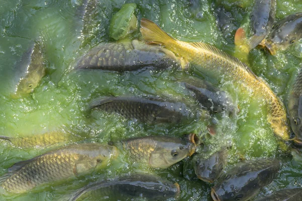 Crowd of many freshwater fish hungry such as catfish, snakehead fish, snake fish and other scramble for eat a food in river when feed