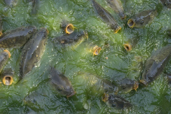 Crowd of many freshwater fish hungry such as catfish, snakehead fish, snake fish and other scramble for eat a food in river when feed