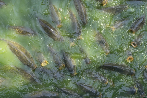 Skaran Många Sötvattensfisk Hungriga Såsom Havskatt Ormhuvudsfisk Orm Fisk Och — Stockfoto