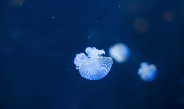 Kleine Quallen Beleuchtet Mit Blauem Licht Schwimmen Aquarium — Stockfoto