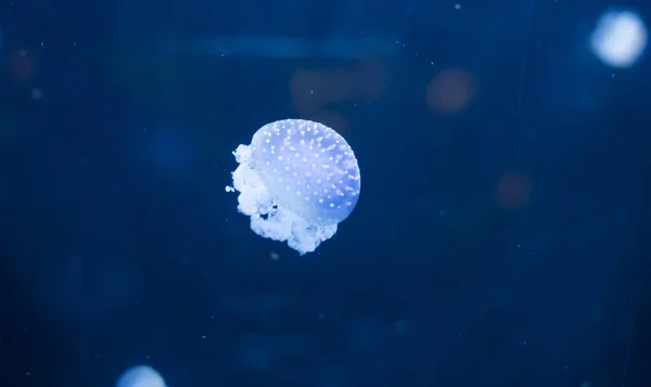Petites Méduses Illuminées Par Lumière Bleue Nageant Dans Aquarium — Photo
