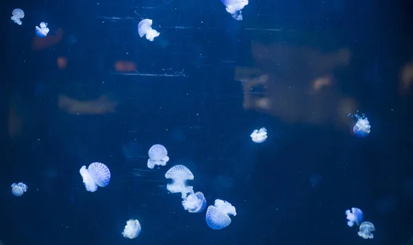 Små Maneter Belyst Med Blått Ljus Simning Akvarium — Stockfoto