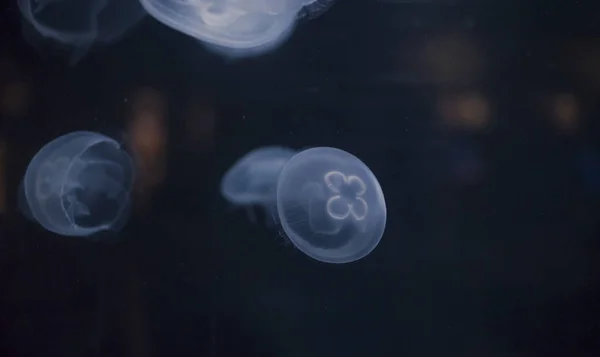 Маленька Медуза Освітлена Синім Світлом Плаває Акваріумі — стокове фото