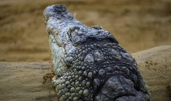 Alligator Sand Close — Stock Photo, Image