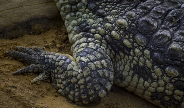 Alligator Sand Aus Nächster Nähe — Stockfoto