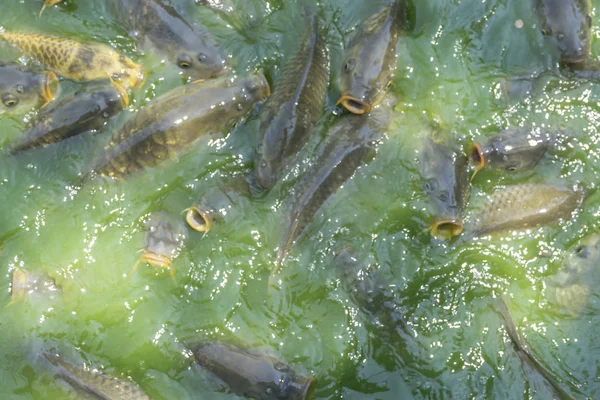 Толпа Многих Пресноводных Рыб Голодных Таких Сом Змееголовая Рыба Змеиная — стоковое фото