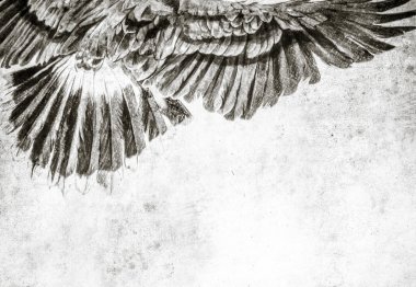 Amerikan kartalı dijital tablet ile yapılan eskiz