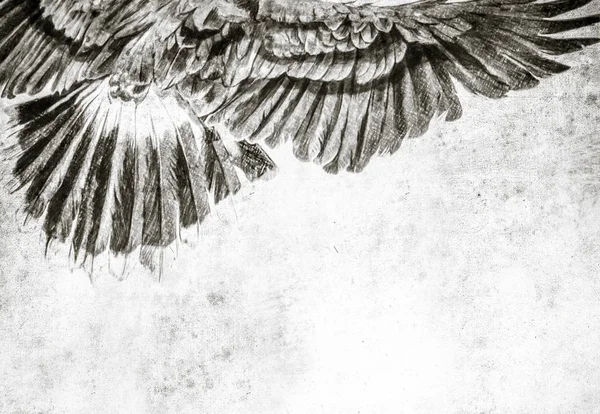 Croquis Réalisé Avec Une Tablette Numérique Aigle Américain — Photo