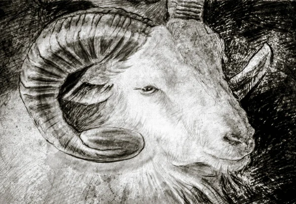 Sketch Made Digital Tablet Goat Head Big Horns — Stock Photo, Image
