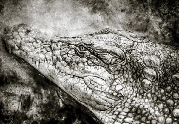 Ilustração Feita Com Tablet Digital Crocodilo — Fotografia de Stock