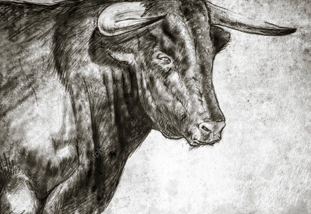 Sketch made with digital tablet of spanish bull on vintage paper, handmade illustration