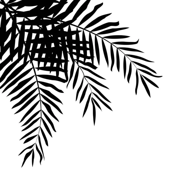 Illustration vectorielle avec feuilles tropicales noires sur fond blanc . — Image vectorielle