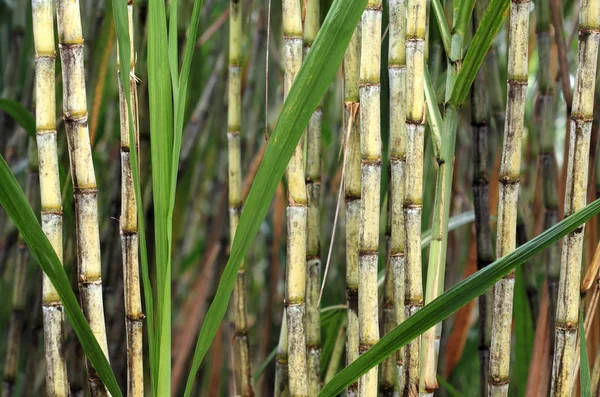 Planta de cana-de-açúcar, fonte de açúcar — Fotografia de Stock