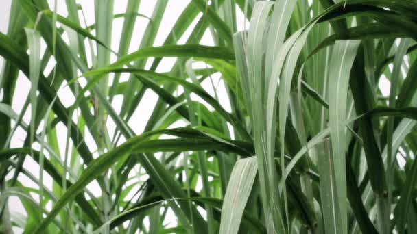 feuilles vertes de plantes de canne à sucre images vidéo de stock 
