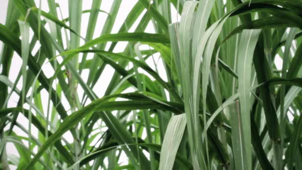 Folhas Verdes Plantas Cana Açúcar — Vídeo de Stock