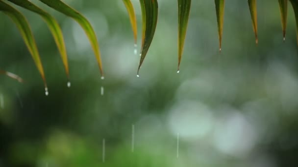 Tropische Regenfälle Fokus Auf Regentropfen Auf Palmblatt — Stockvideo