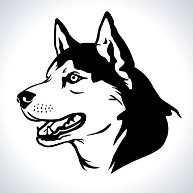 Sibirya Husky köpek cinsinin portre çizimi