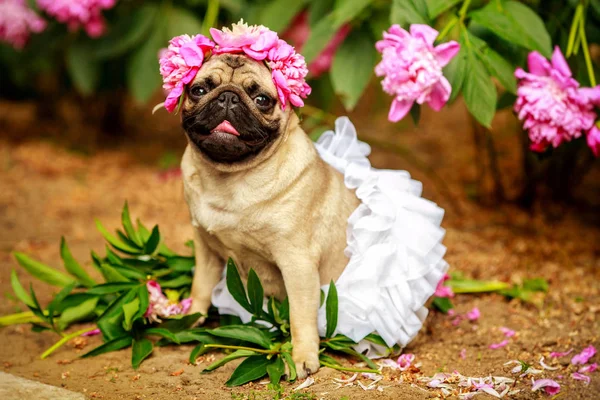 Bir mutlu pug peonies renklerde köpek yavrusu. Pug bir partide bir