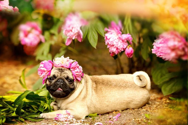 A happy pug puppy dog in the colors of peonies. Pug at a party a