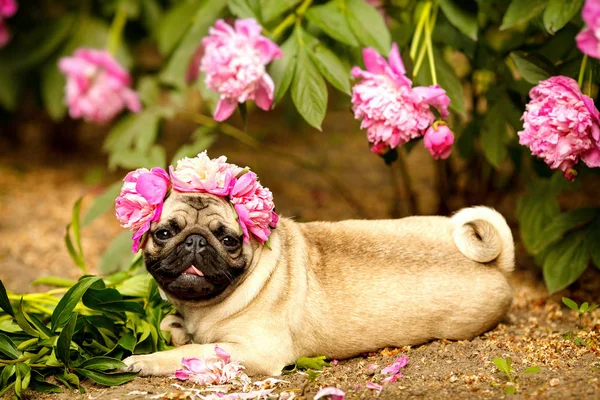 Seekor anjing pug bahagia dalam warna peonies. Pug di sebuah pesta — Stok Foto