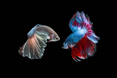 Eylem iki mücadele balık hareketli mücadele kapatmak