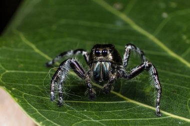 örümcek bir yaprak yeşil üzerinde aşırı yakın kadar atlama