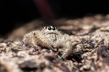 Hyllus aşırı kuru bir kabuğu üzerinde kapatın, örümcek atlama örümcek ben