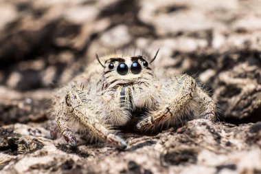 Hyllus aşırı kuru bir kabuğu üzerinde kapatın, örümcek atlama örümcek ben