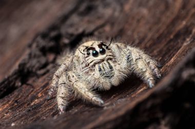 Hyllus aşırı kuru bir kabuğu üzerinde kapatın, örümcek atlama örümcek ben