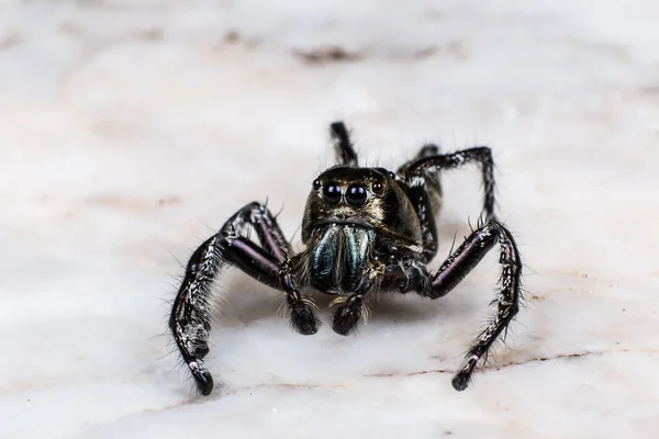 Svart Hoppande spindel Hyllus, spindel i Thailand vit bakgrund — Stockfoto