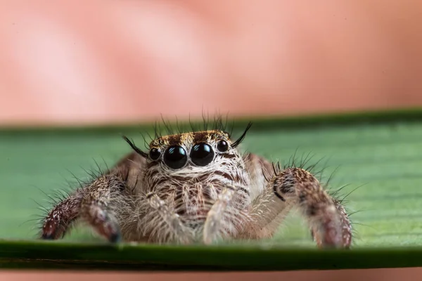 Ugrás pók egy zöld levél extrém közel fel — Stock Fotó