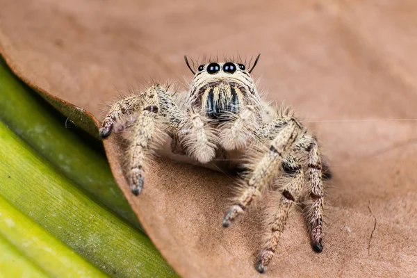Ragno che salta Hyllus su una foglia secca, ragno in Thailandia — Foto Stock